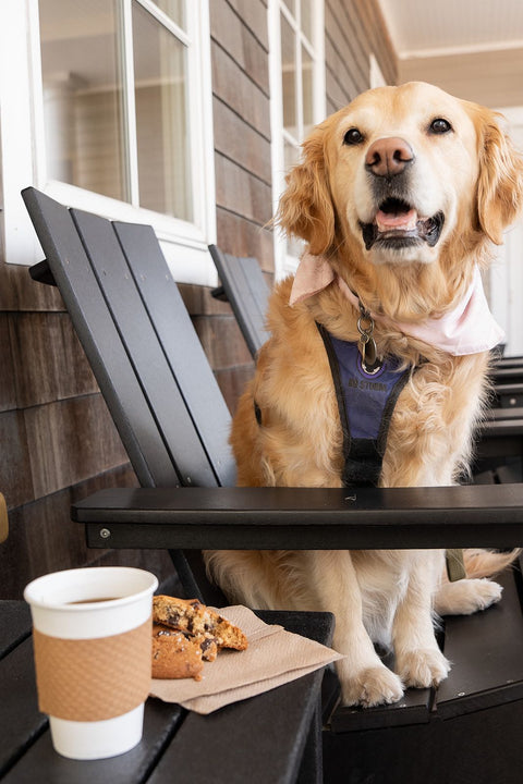 Dog sitting on a chair with a cup of coffee and cookie on a table outdoors